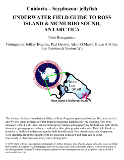 Cnidaria - Peter Brueggeman