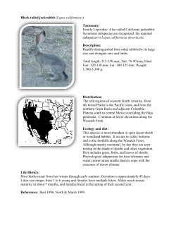 Black-tailed jackrabbit, Lepus californicus
