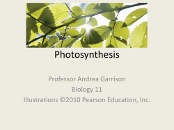 Photosynthesis - Bakersfield College