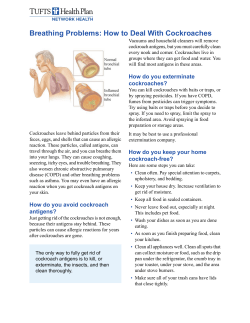 Breathing Problems: How to Deal With Cockroaches
