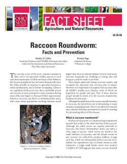 Raccoon Roundworm: Facts and Prevention