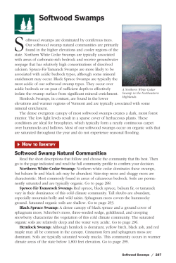 Softwood Swamps - Vermont Fish and Wildlife