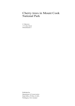 Cherry trees in Mount Cook National Park