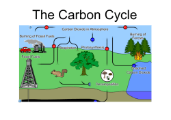 The Carbon Cycle