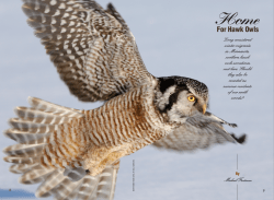 For Hawk Owls - Michael Furtman