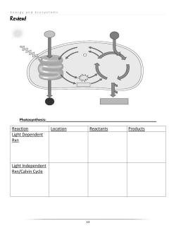 Review! Reaction Location Reactants Products Light Dependent