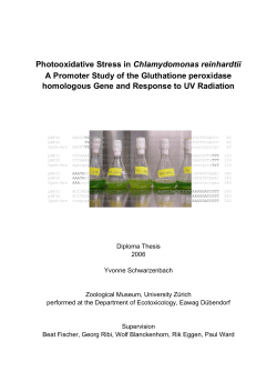 Photooxidative Stress in Chlamydomonas reinhardtii A