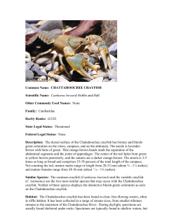 Common Name: CHATTAHOOCHEE CRAYFISH Scientific Name