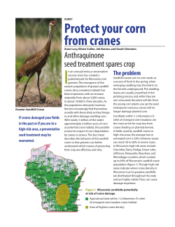 Protect Your Corn from Cranes (A3897)