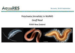 Polychaeta (Annelida) in WoRMS Geoff Read