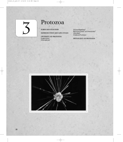 Protozoa