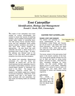 Tent Caterpillar - Bartlett Tree Experts