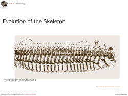 Evolution of the Skeleton - Indiana University Bloomington