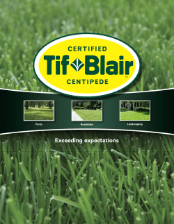 TifBlair Centipede Grass