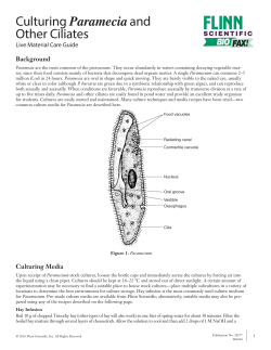 Culturing Paramecia and Other Ciliates