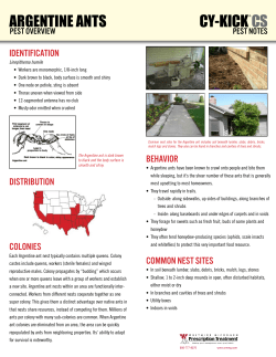 argentine ants - BASF Pest Control Solutions