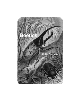 Coleoptera - Bio