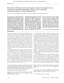 Dissociation of thymic positive and negative