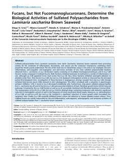 Laminaria saccharina Brown Seaweed