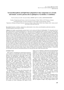 Sexual dimorphism and light/dark adaptation in the compound eyes