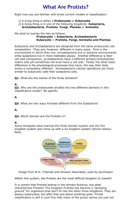 Protist Worksheet