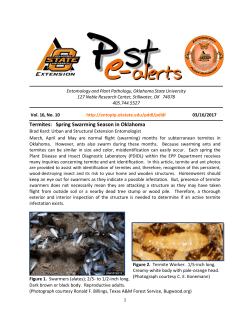 Termites: Spring Swarming Season in Oklahoma