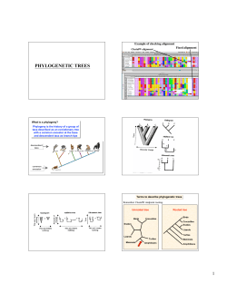 PHYLOGENETIC TREES