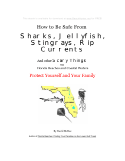 Sharks, Jellyfish, Stingrays, Rip Currents