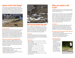 Coyote Conflict Brochure - Colorado Parks and Wildlife