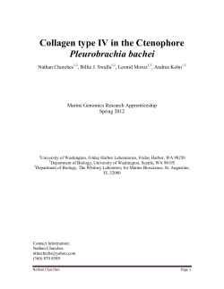 Collagen type IV in the Ctenophore Pleurobrachia bachei