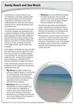 Sandy Beach and Sea Wrack - Perth Beachcombers Education Kit