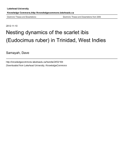 Nesting dynamics of the scarlet ibis