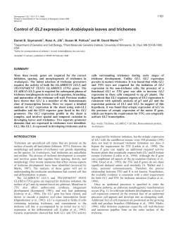 Control of GL2 expression in Arabidopsis leaves and trichomes
