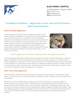 Aggression in Cats, Fear and Territorial to Other Household Cats