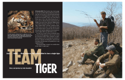 Team Tiger - John Goodrich Wildlife Photography