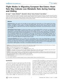 Flight Modes in Migrating European Bee