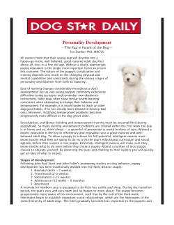 DOG ST R DAILY