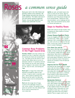 Roses - Thurston County Home