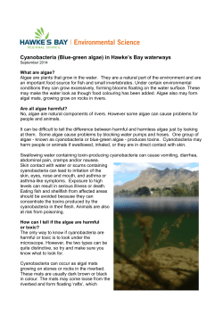 Cyanobacteria in Hawke`s Bay &ndash; info