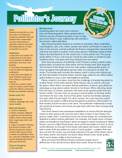 Pollinator`s Journey