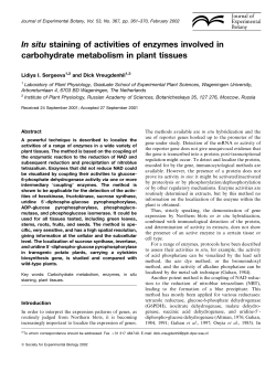 In situ staining of activities of enzymes involved in carbohydrate