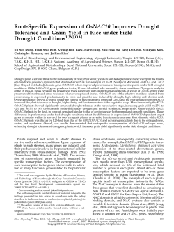 Root-Specific Expression of OsNAC10 Improves