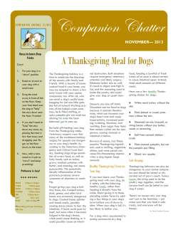 A Thanksgiving Meal for Dogs