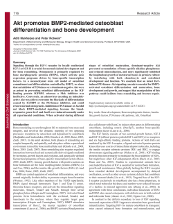 Akt promotes BMP2-mediated osteoblast differentiation and bone