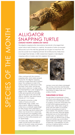 Alligator Snapping Turtle