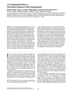 Plasmodium falciparum Male Gametogenesis