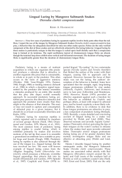 Lingual Luring by Mangrove Saltmarsh Snakes