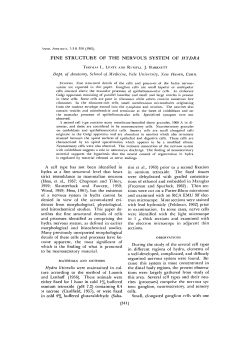 FINE STRUCTURE OF THE NERVOUS SYSTEM OF HYDRA