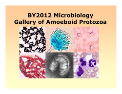 BY2012 Microbiology Gallery of Yeasts
