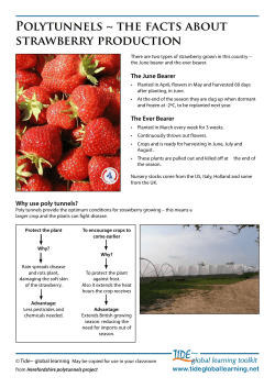 the facts about strawberry production